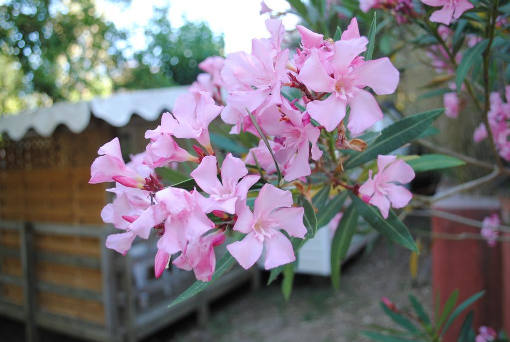 Camping Lou Cabasson Bormes-les-Mimosas Luaran gambar
